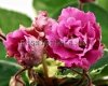 African Violet LE-MADAME POMPADOUR - LE-MADAM POMPADUR
